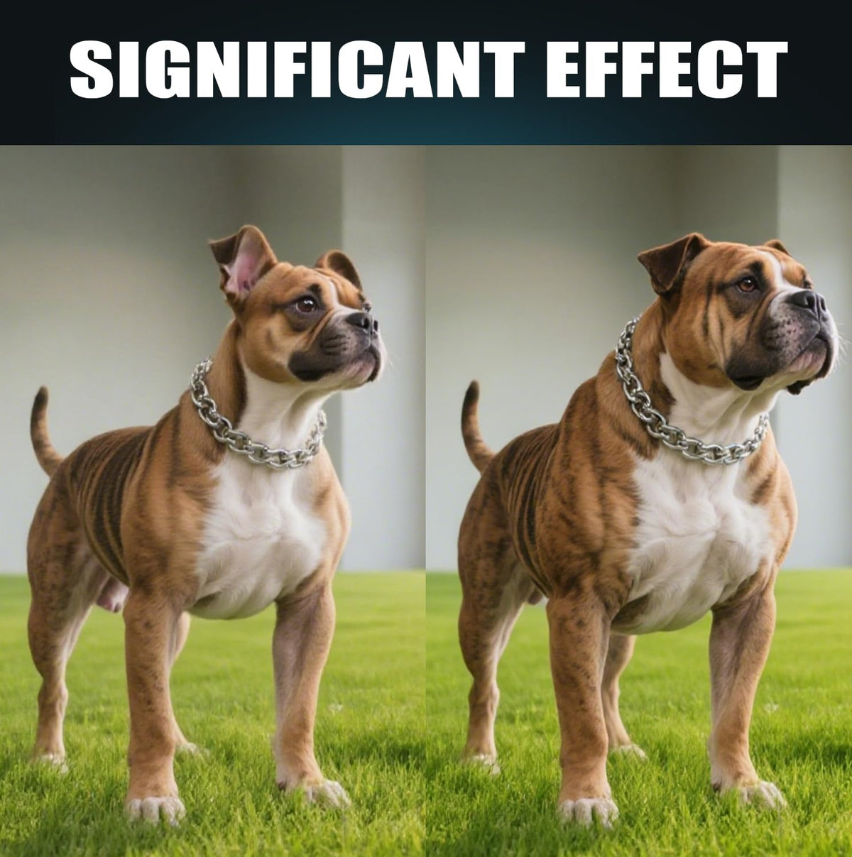 High Protein Dog Weight Gainer C211